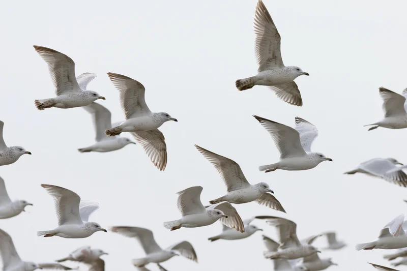 Seagulls in flight with wings spread against a cloudy sky