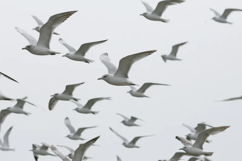Seagulls in mid-flight with wings spread against an overcast sky