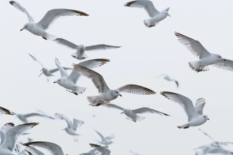 Seagulls in mid-flight with wings spread against an overcast sky