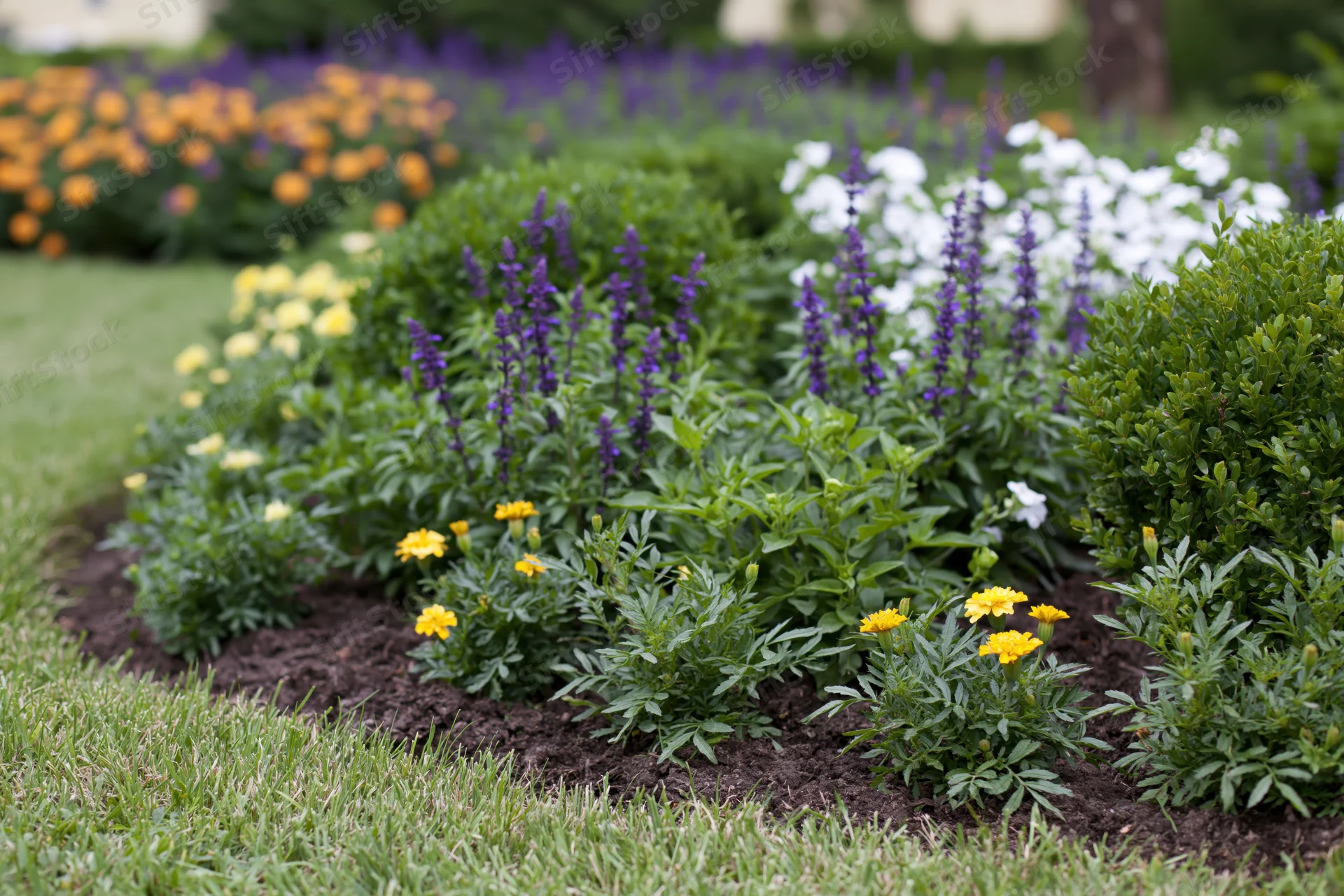 Mixed flower border garden bed with yellow marigolds and purple blooms surrounded by green shrubs and grass