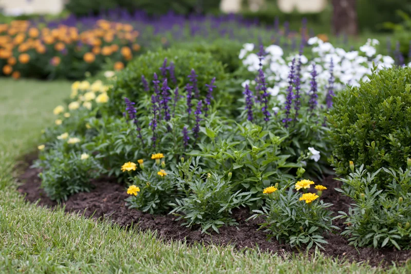 Mixed flower border garden bed with yellow marigolds and purple blooms surrounded by green shrubs and grass