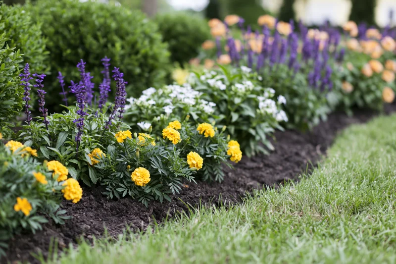 A mixed flower border garden bed with yellow marigolds and purple salvia planted alongside green grass