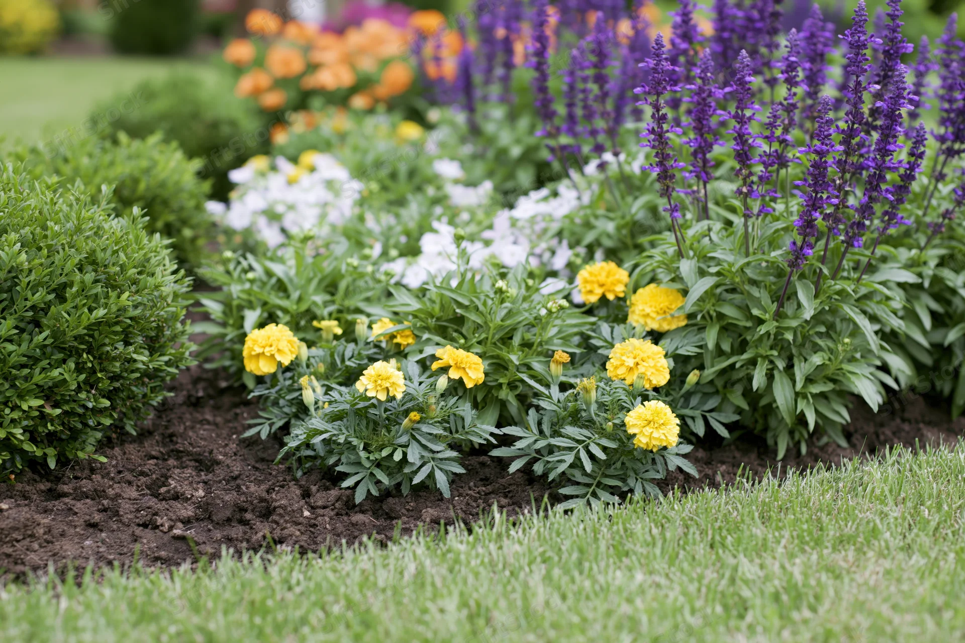 Mixed flower border with yellow marigolds and purple blooms in a garden bed surrounded by green lawn