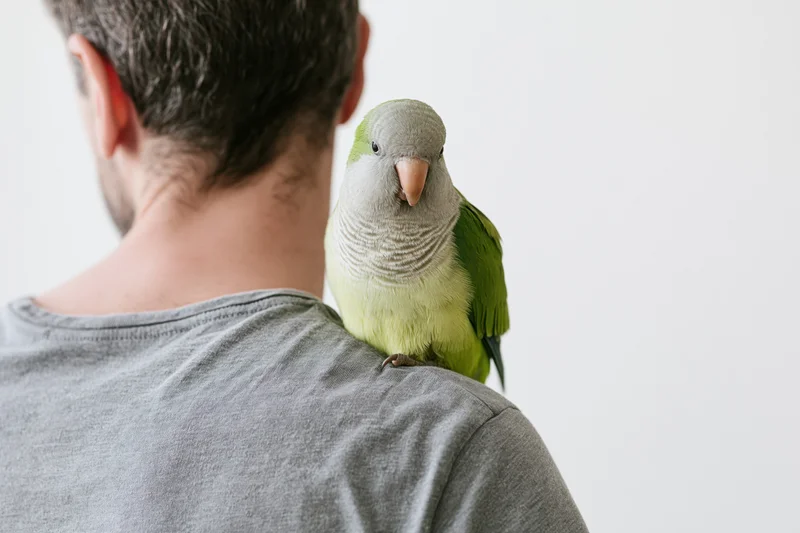 Young man with monk parakeet perched on his shoulder indoors