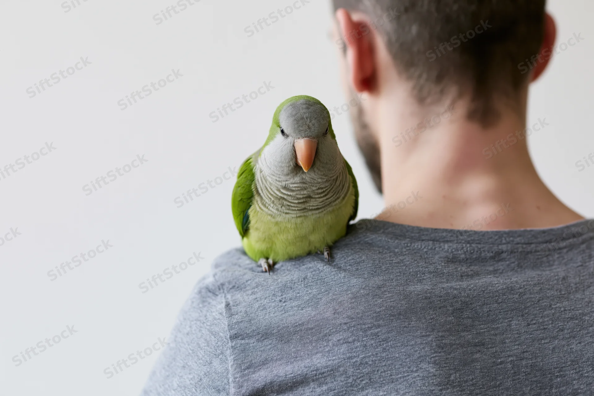 Young man with monk parakeet perched on his shoulder in studio setting
