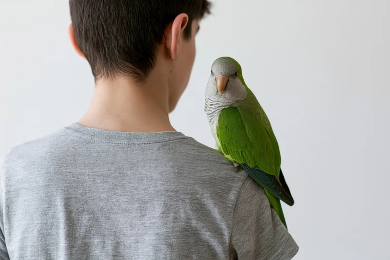 Young man with monk parakeet perched on his shoulder in studio setting