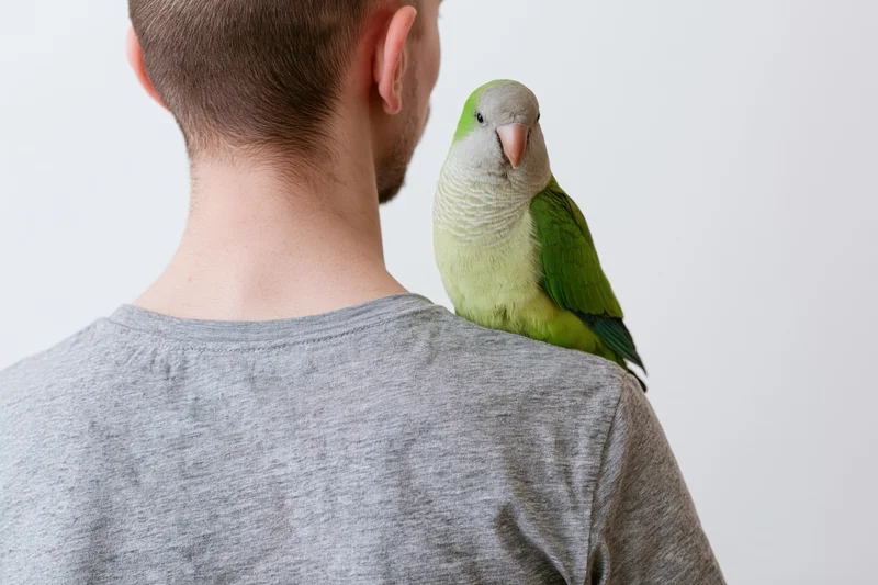 Young man seen from back with monk parakeet perched on his shoulder in studio setting