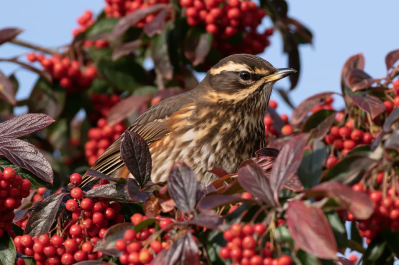 Redwing thrush perched among dense clusters of bright red berries in a leafy bush