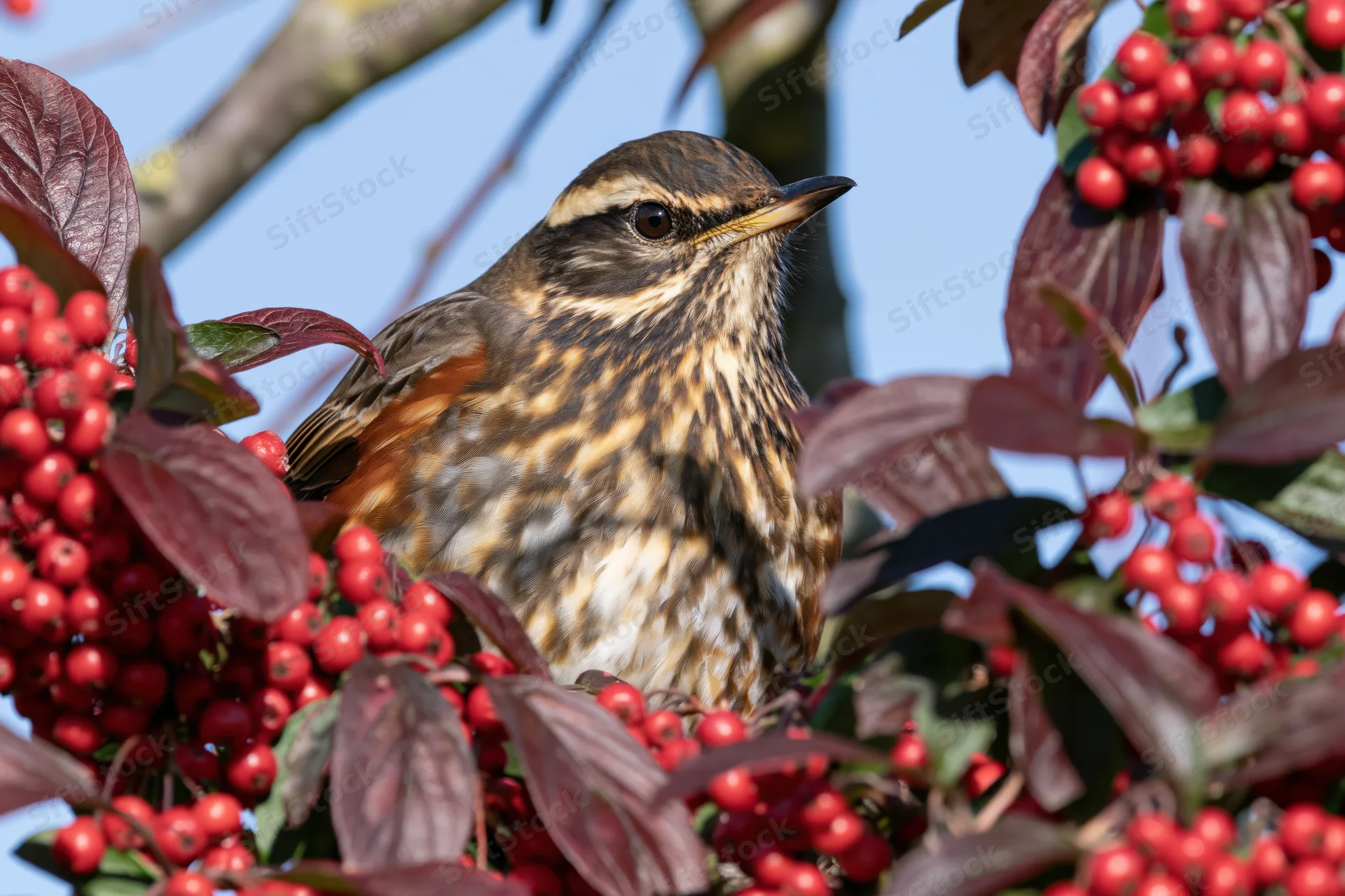 Redwing thrush perched among clusters of bright red berries and maroon leaves in a tree