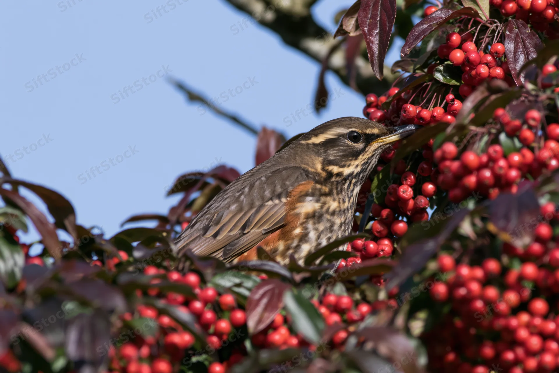 Redwing thrush perched among dense clusters of bright red berries on a tree branch in daylight