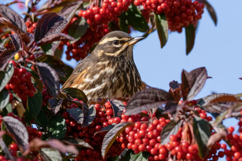 Redwing thrush perched among clusters of bright red berries in a leafy bush under daylight