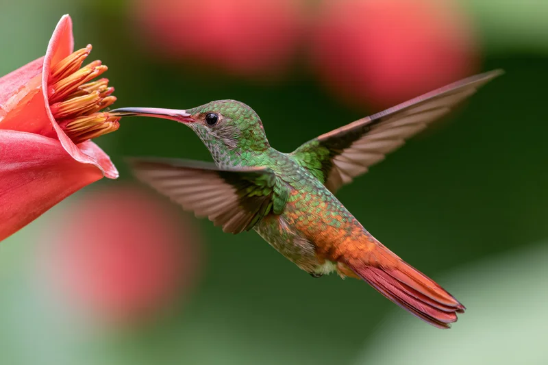 Rufous-tailed hummingbird hovering mid-flight feeding from a red flower in a garden