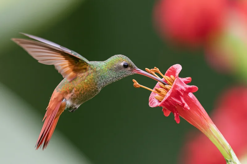 Rufous-tailed hummingbird hovering mid-flight feeding from a red flower in a garden setting