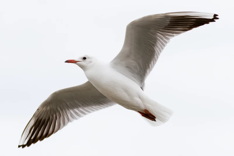 Seagull in mid-flight with wings fully spread against a white sky