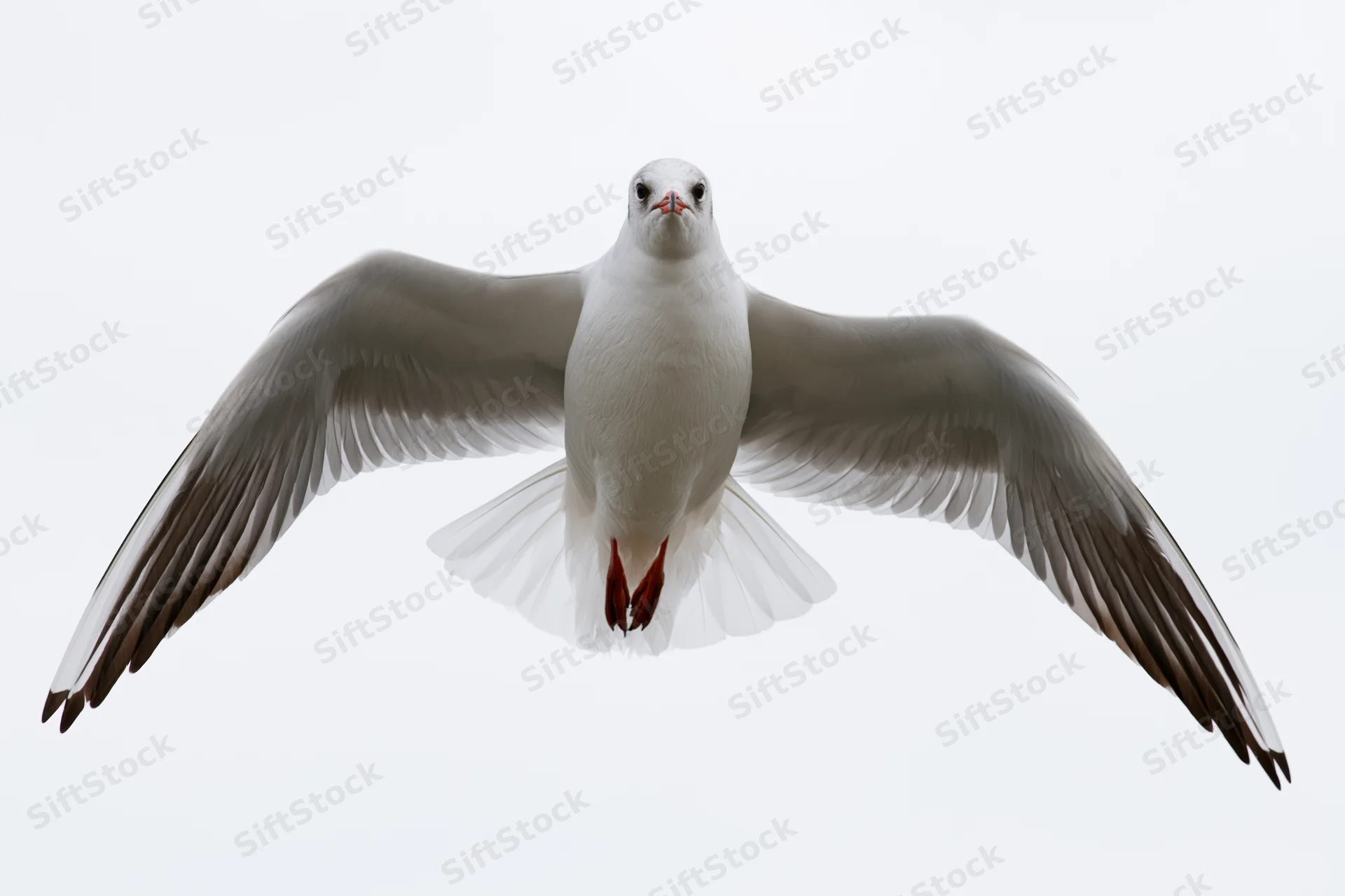 Seagull in mid-flight with wings fully spread against a white background