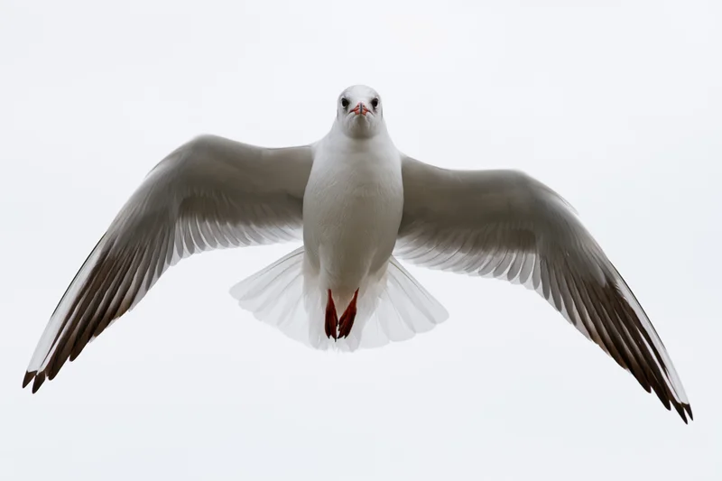 Seagull in mid-flight with wings fully spread against a white background
