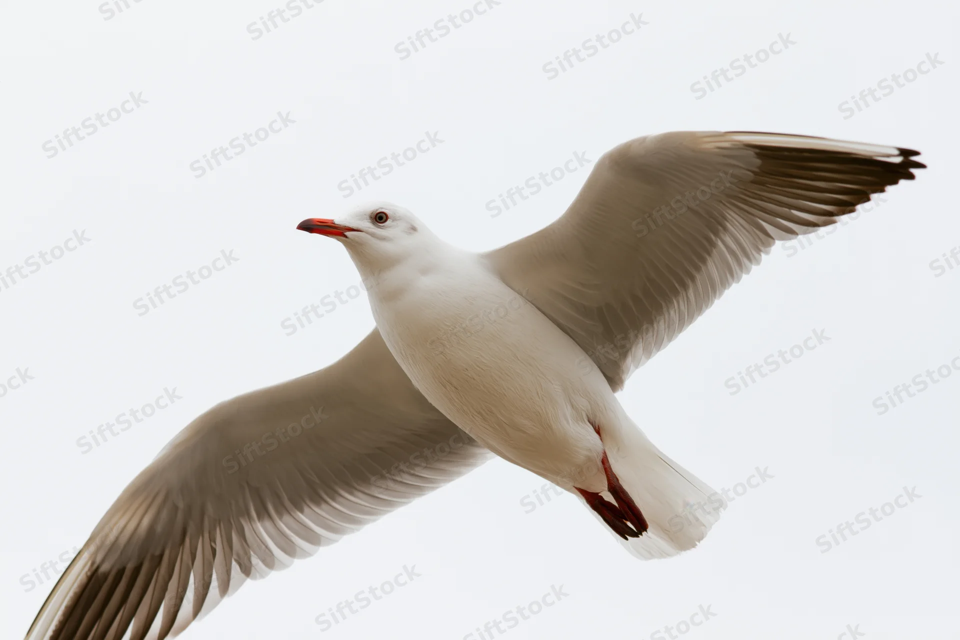 Seagull in mid-flight with wings fully spread against a white sky