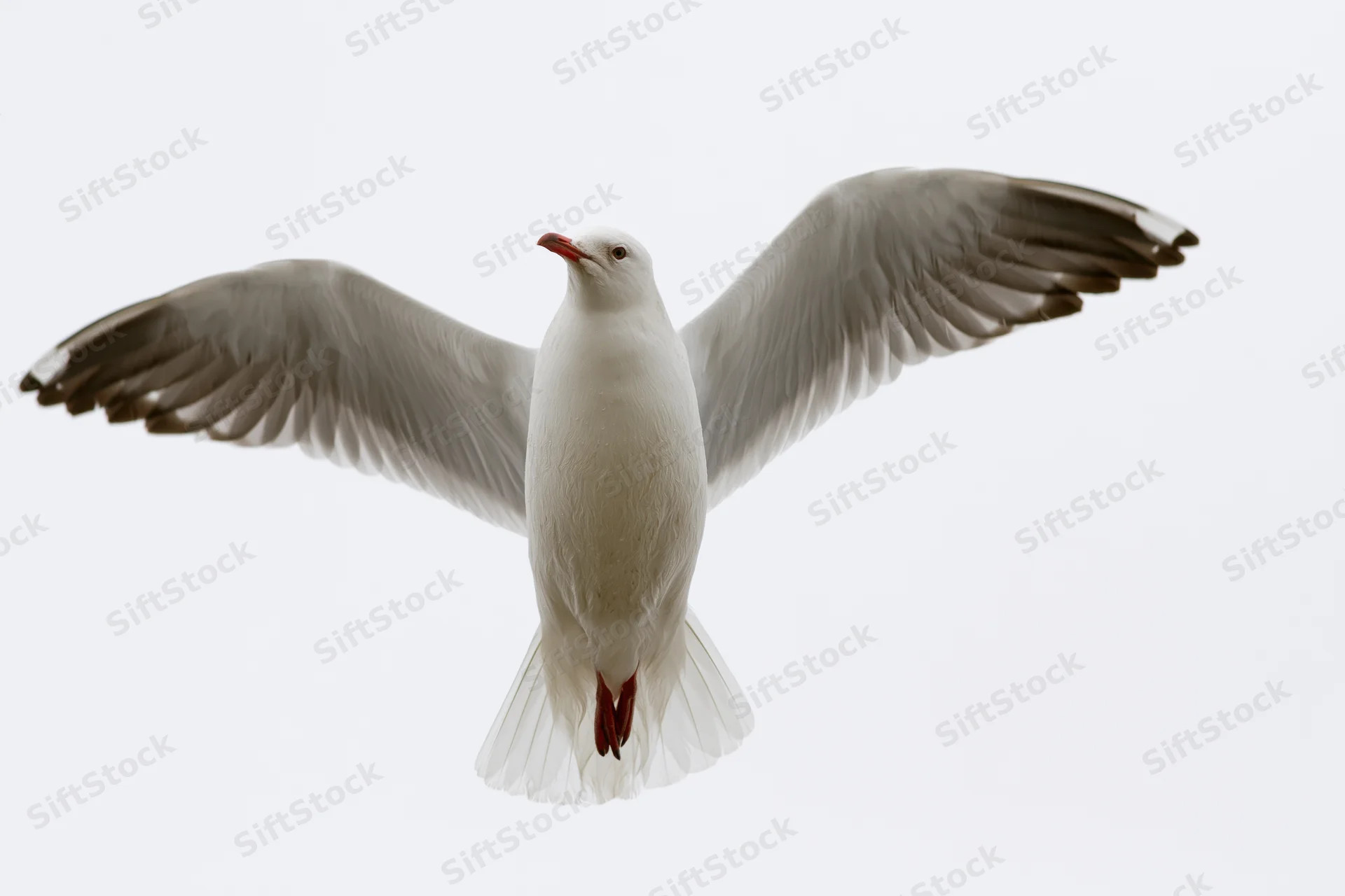 Seagull in mid-flight with wings fully spread against white background
