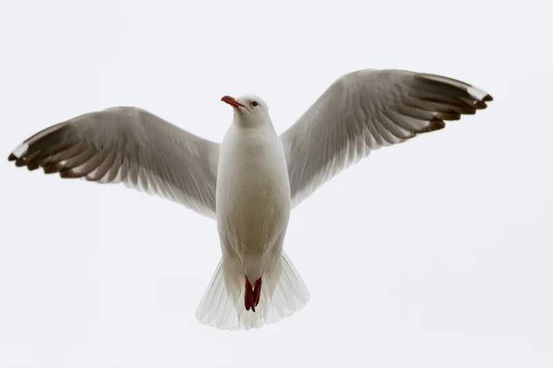 Seagull in mid-flight with wings fully spread against white background