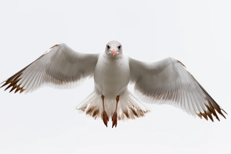 Seagull in mid-flight with wings spread descending against white background