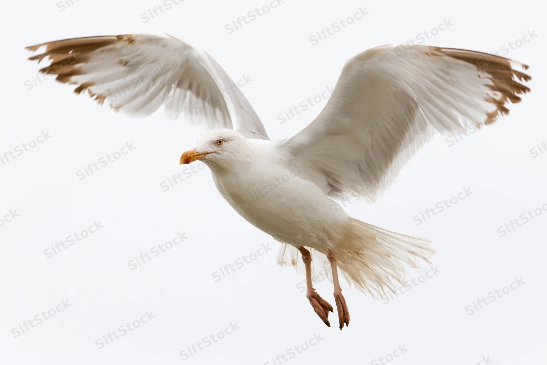 Seagull in mid-flight with wings spread descending against white background