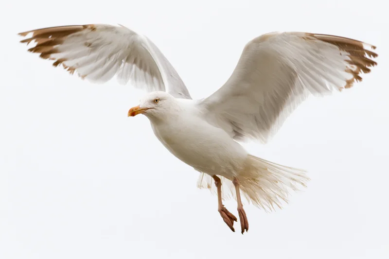 Seagull in mid-flight with wings spread descending against white background