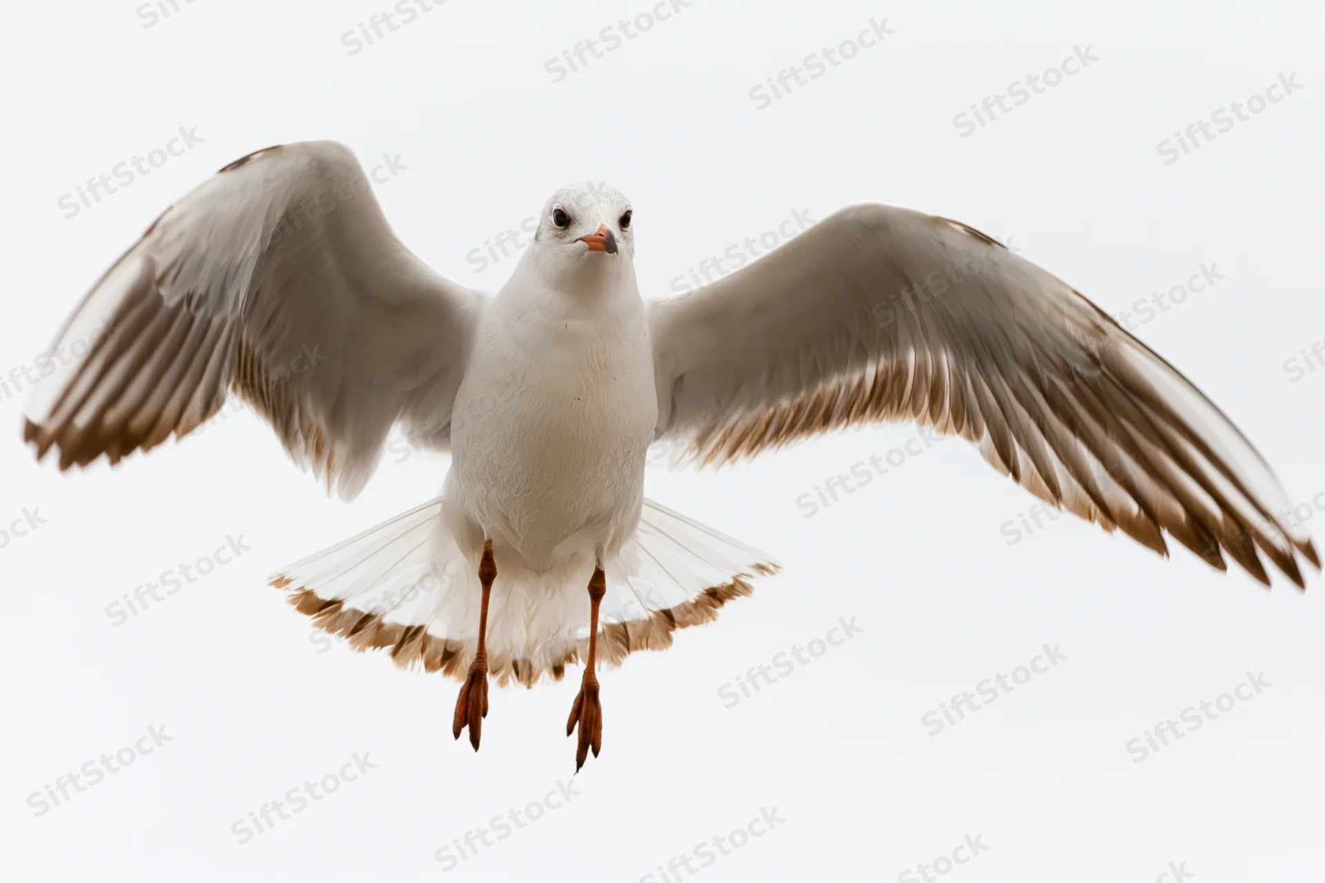 Seagull in mid-flight with wings fully spread descending against white background