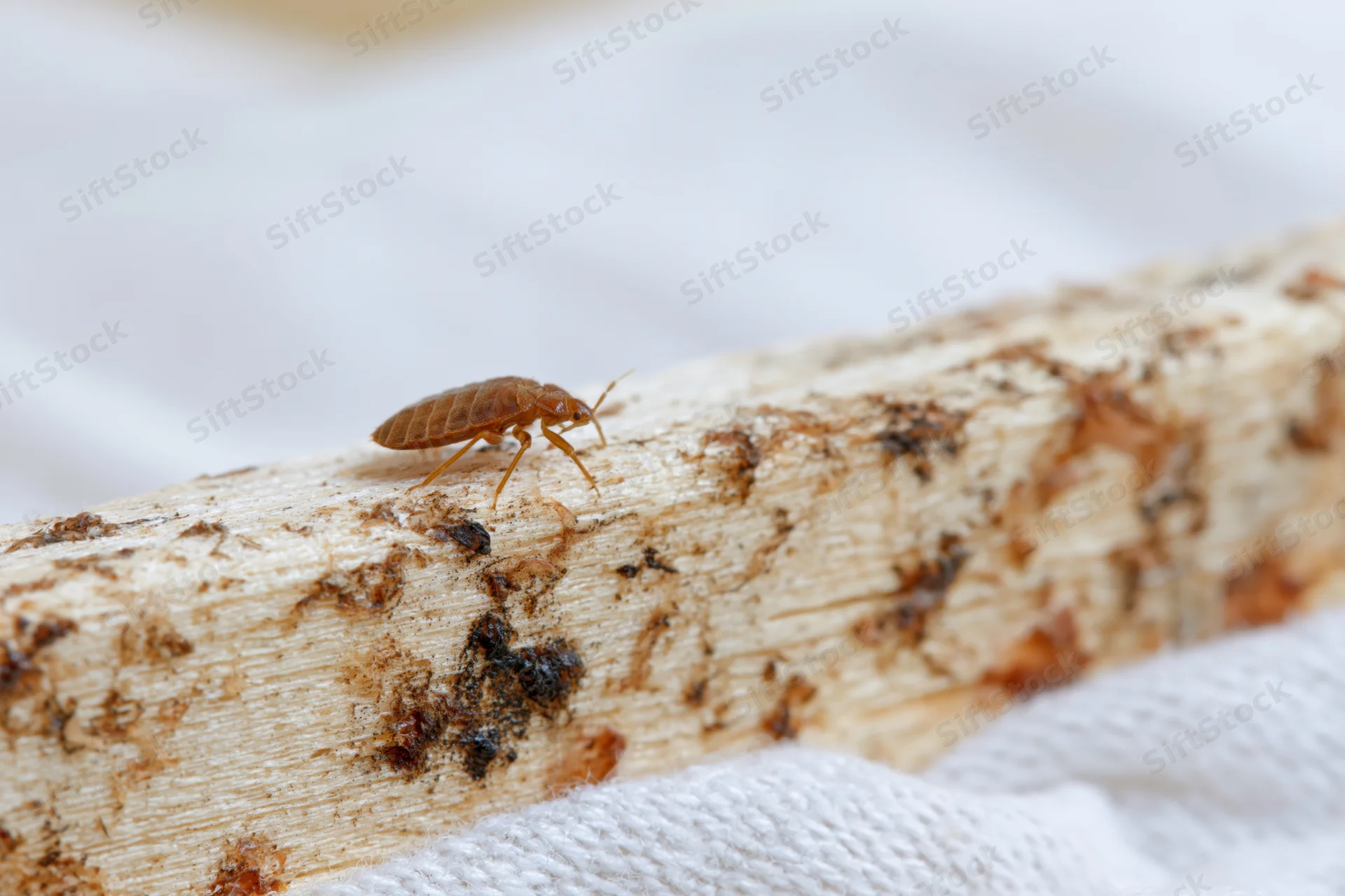 Bed bug crawling along the edge of a pale wooden surface on a white fabric background