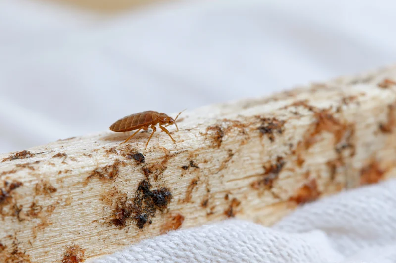 Bed bug crawling along the edge of a pale wooden surface on a white fabric background