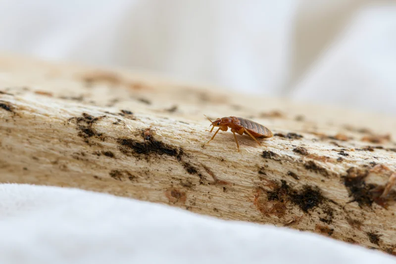 Bed bug crawling along the edge of pale wood surface