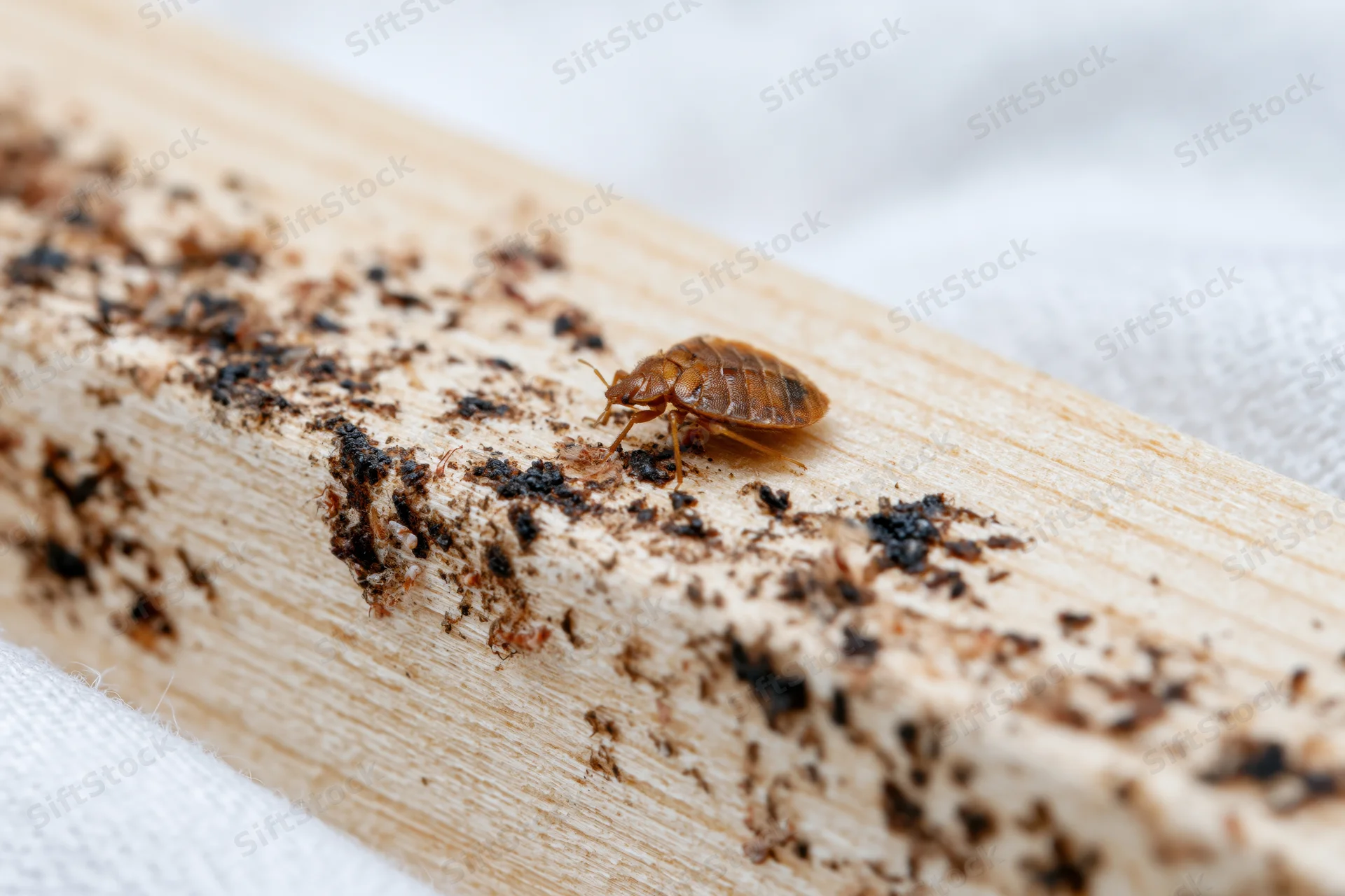 Adult bed bug crawling along the edge of a pale wooden surface near bedding