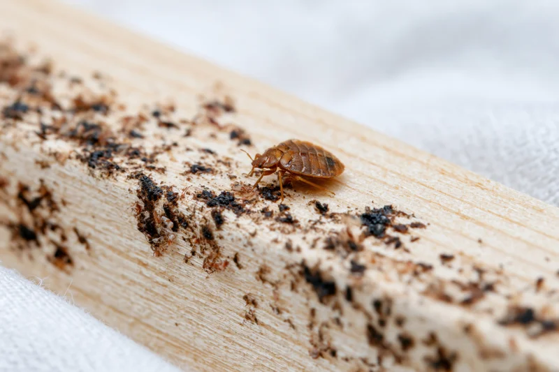 Adult bed bug crawling along the edge of a pale wooden surface near bedding
