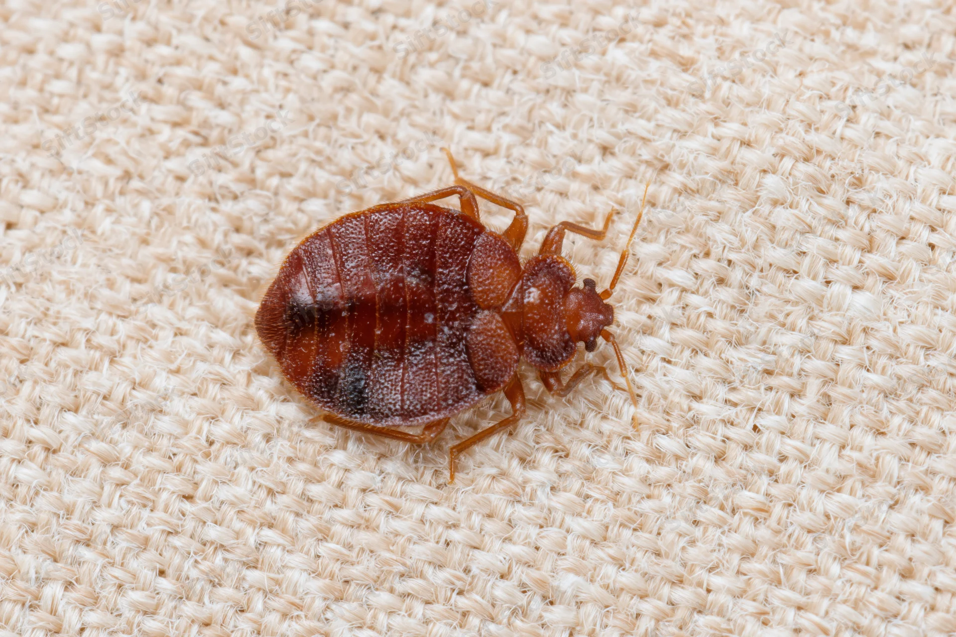 Bed bug resting on textured beige fabric surface