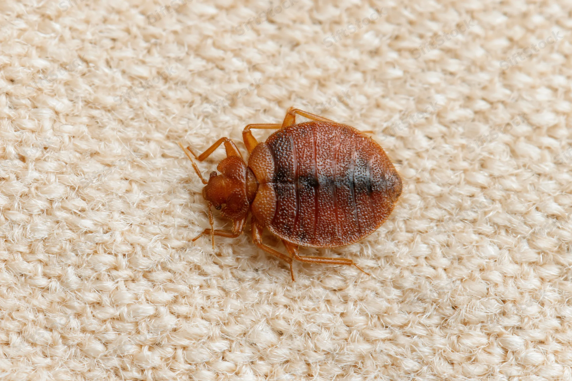 Adult bed bug resting on textured beige fabric surface