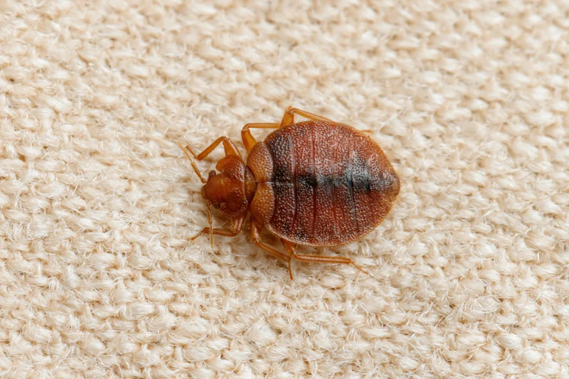 Adult bed bug resting on textured beige fabric surface