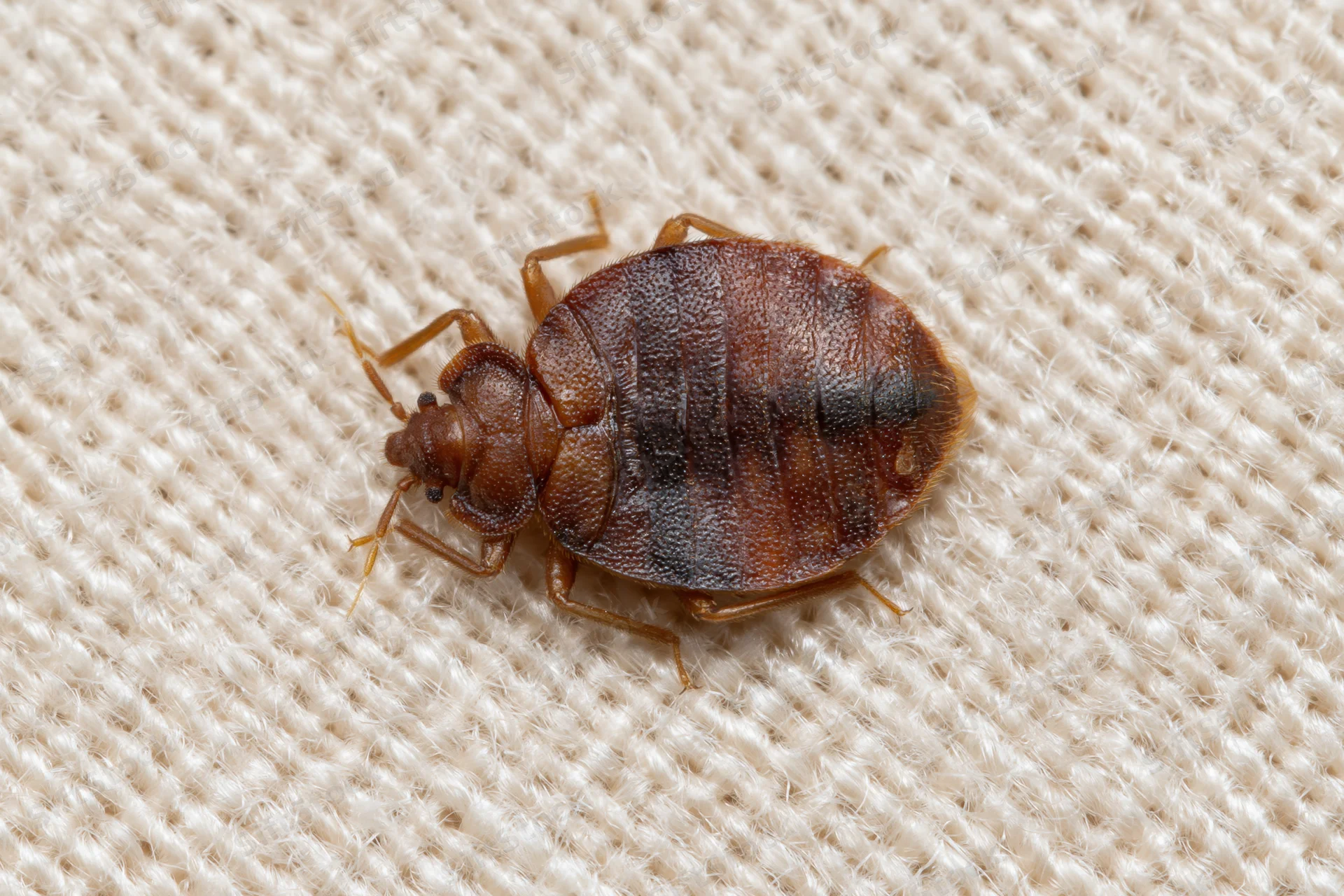 Adult bed bug resting on textured beige fabric surface
