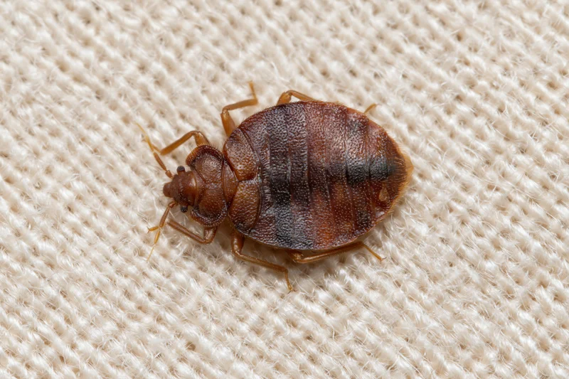 Adult bed bug resting on textured beige fabric surface