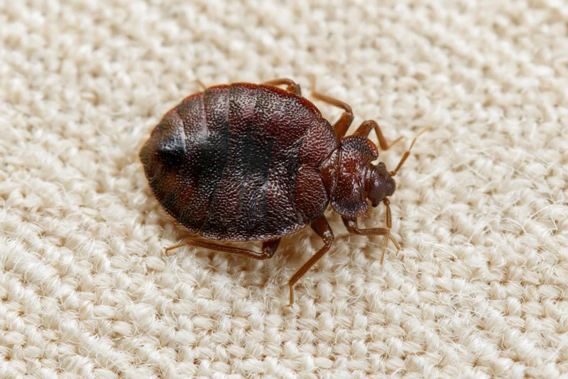 Adult bed bug resting on textured beige fabric surface