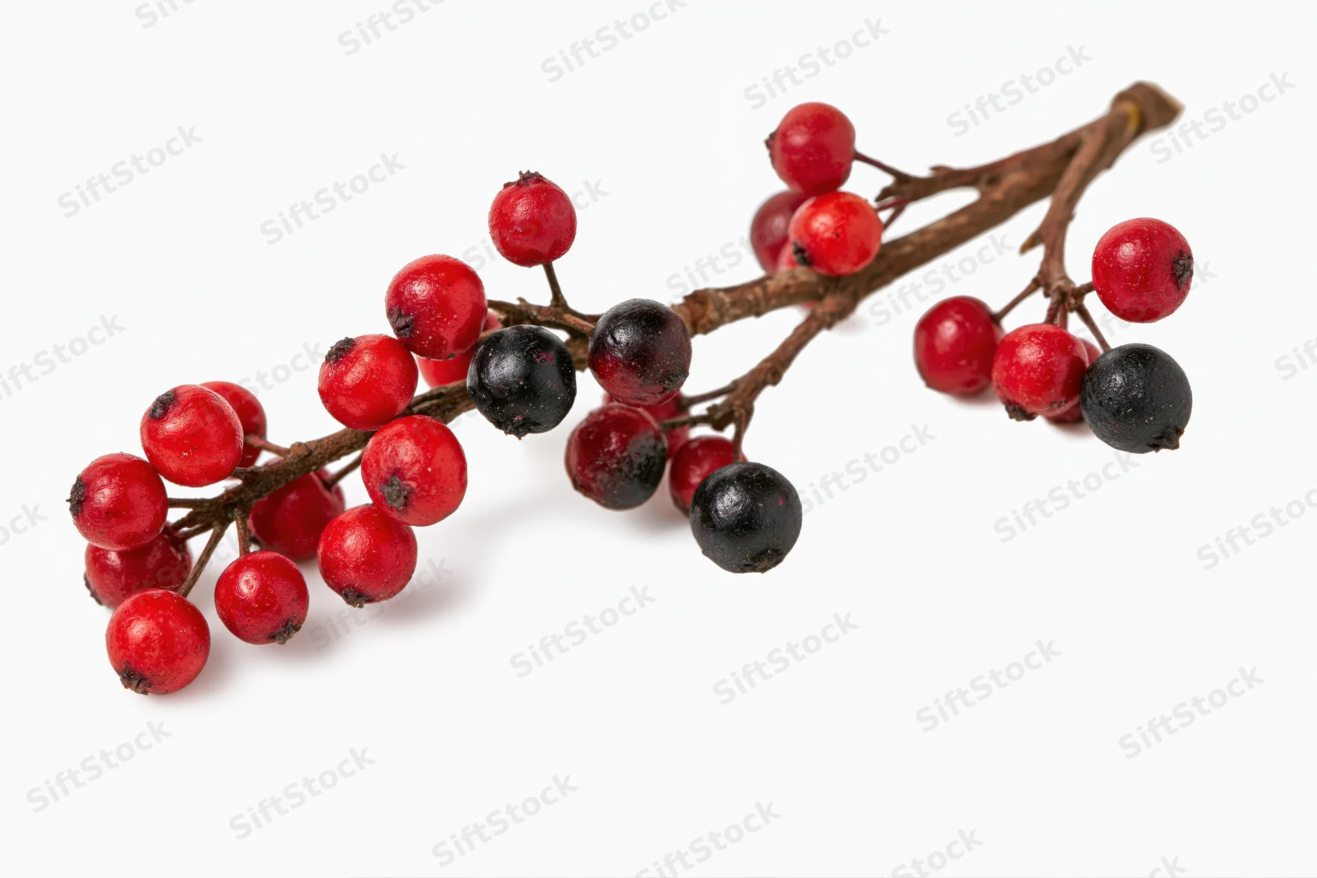 A bare winter twig with clusters of small round red and black berries on a white background
