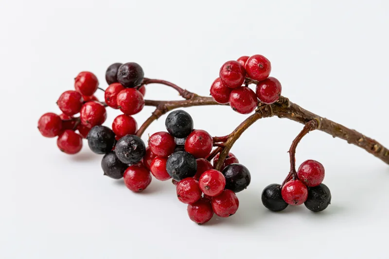 A bare winter twig with clusters of red and black berries on a white background