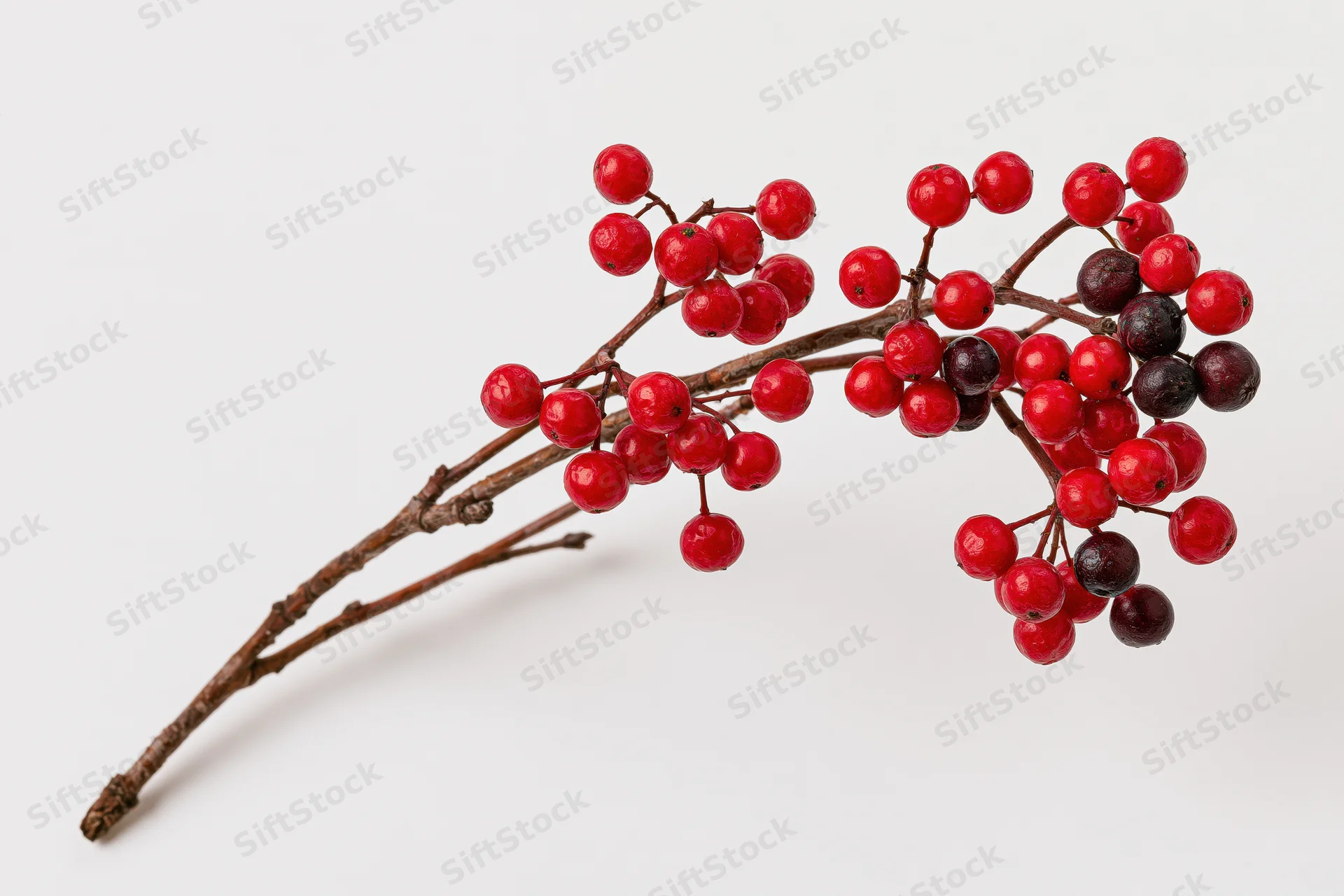 A bare winter twig with clusters of small round red berries on a white background