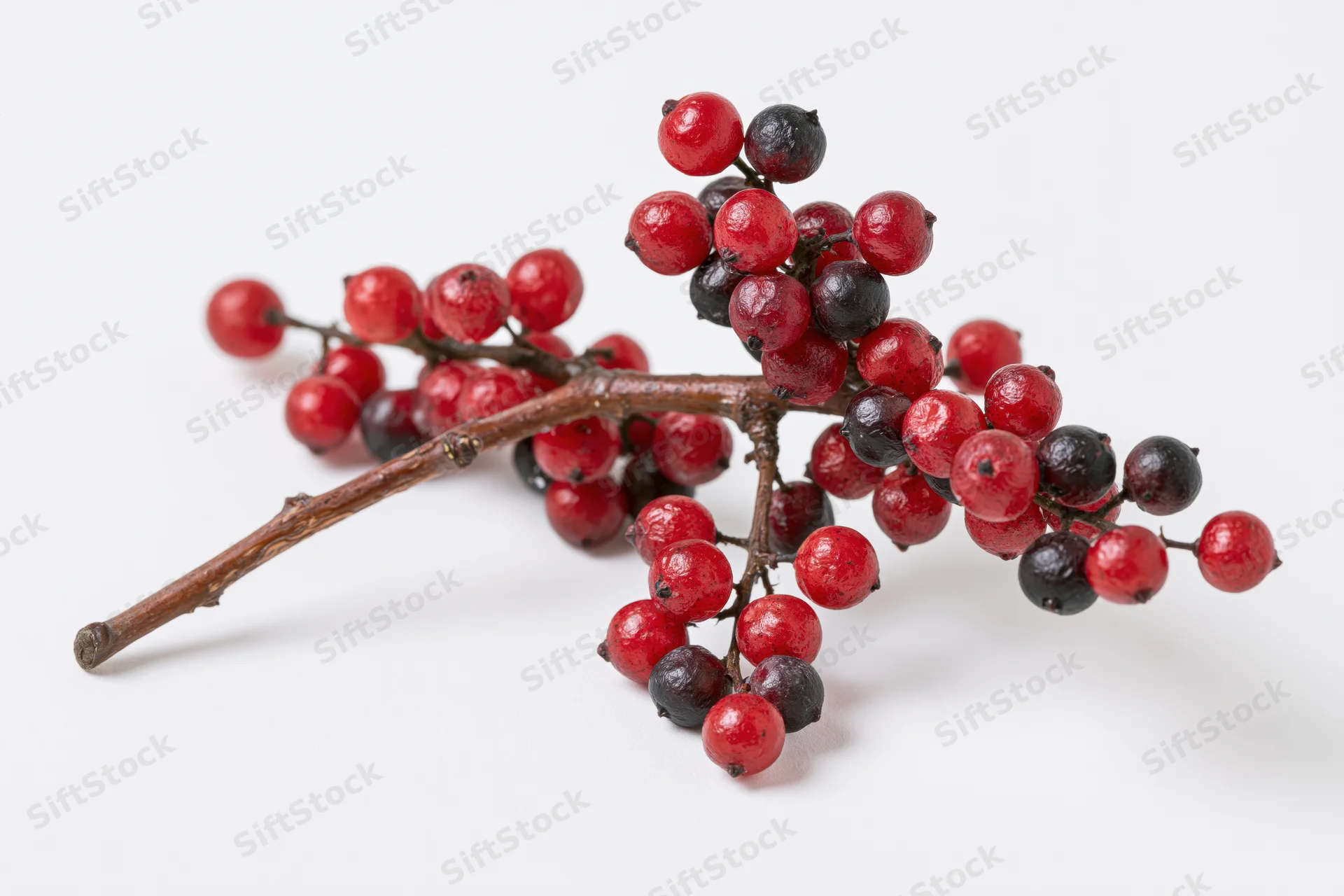 A bare winter twig with clusters of small round red and dark berries on a white background