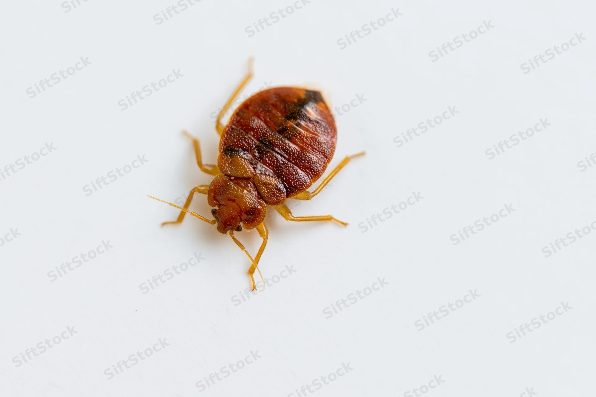 Bed bug crawling on plain white surface in close-up view
