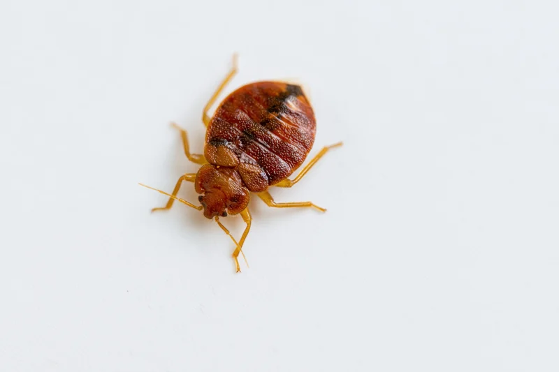 Bed bug crawling on plain white surface in close-up view