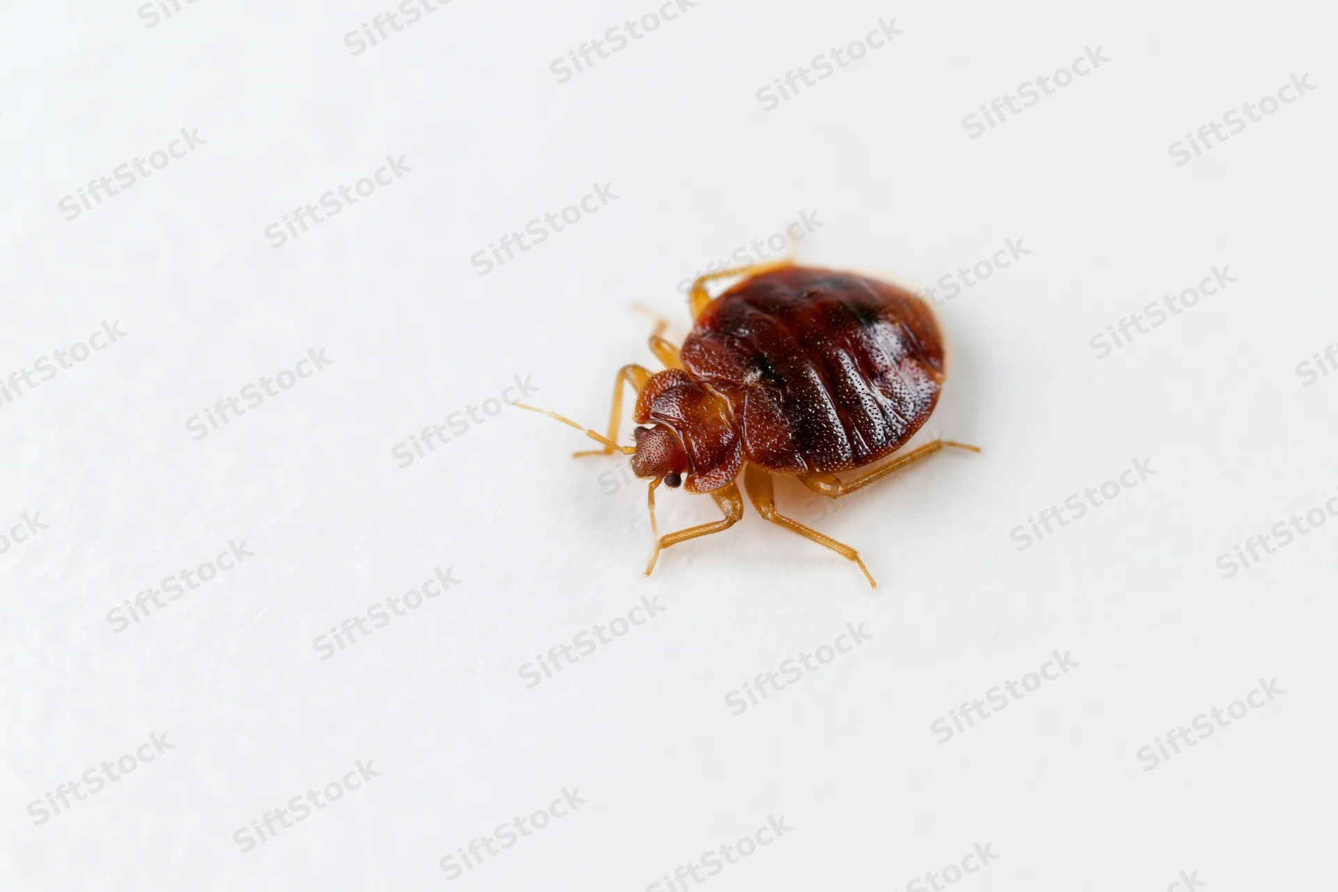 Bed bug crawling on a plain white surface in close-up view