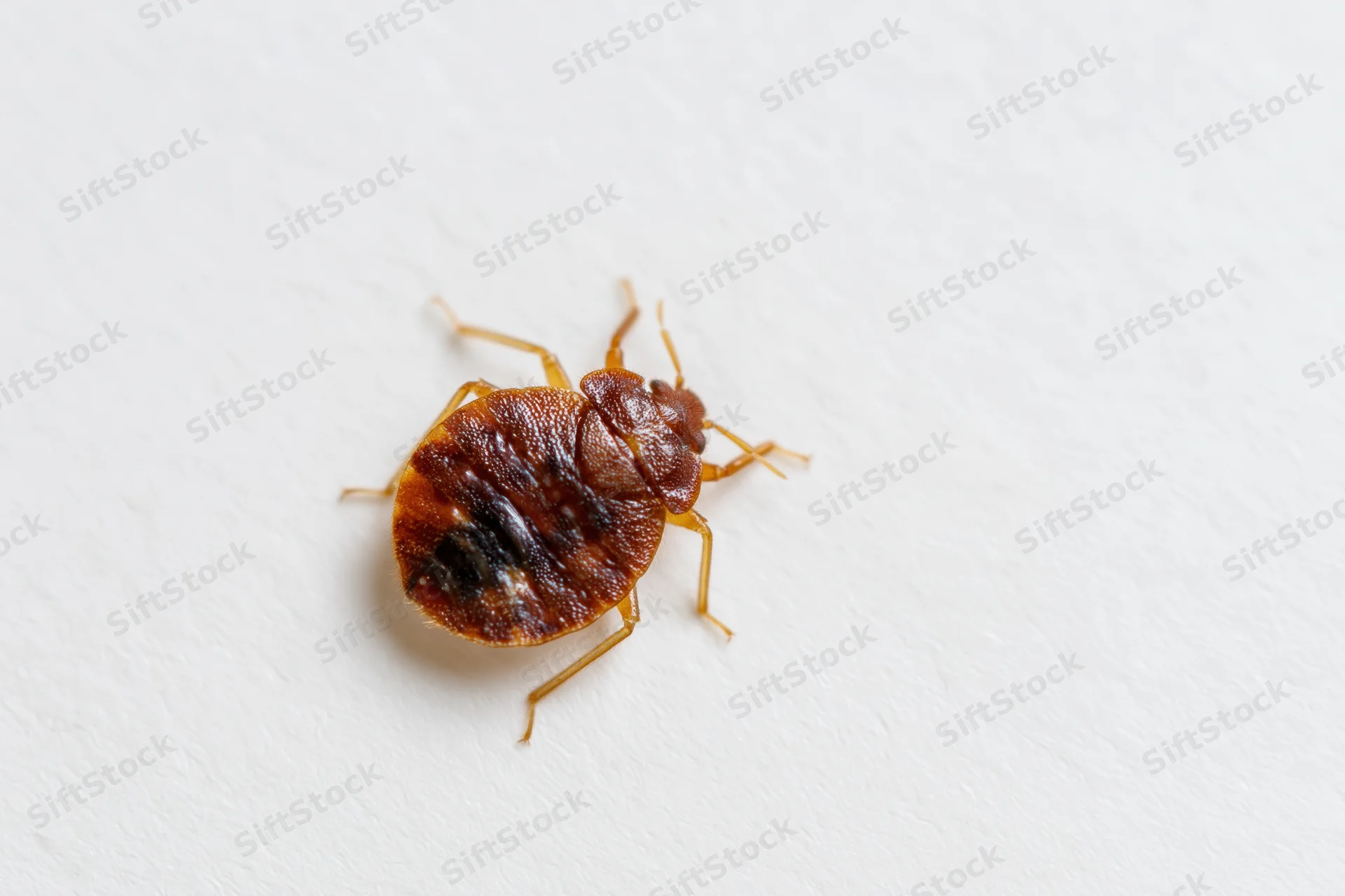 Bed bug crawling on a plain white surface in closeup view