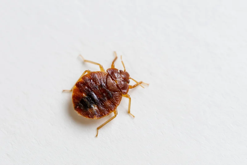 Bed bug crawling on a plain white surface in closeup view