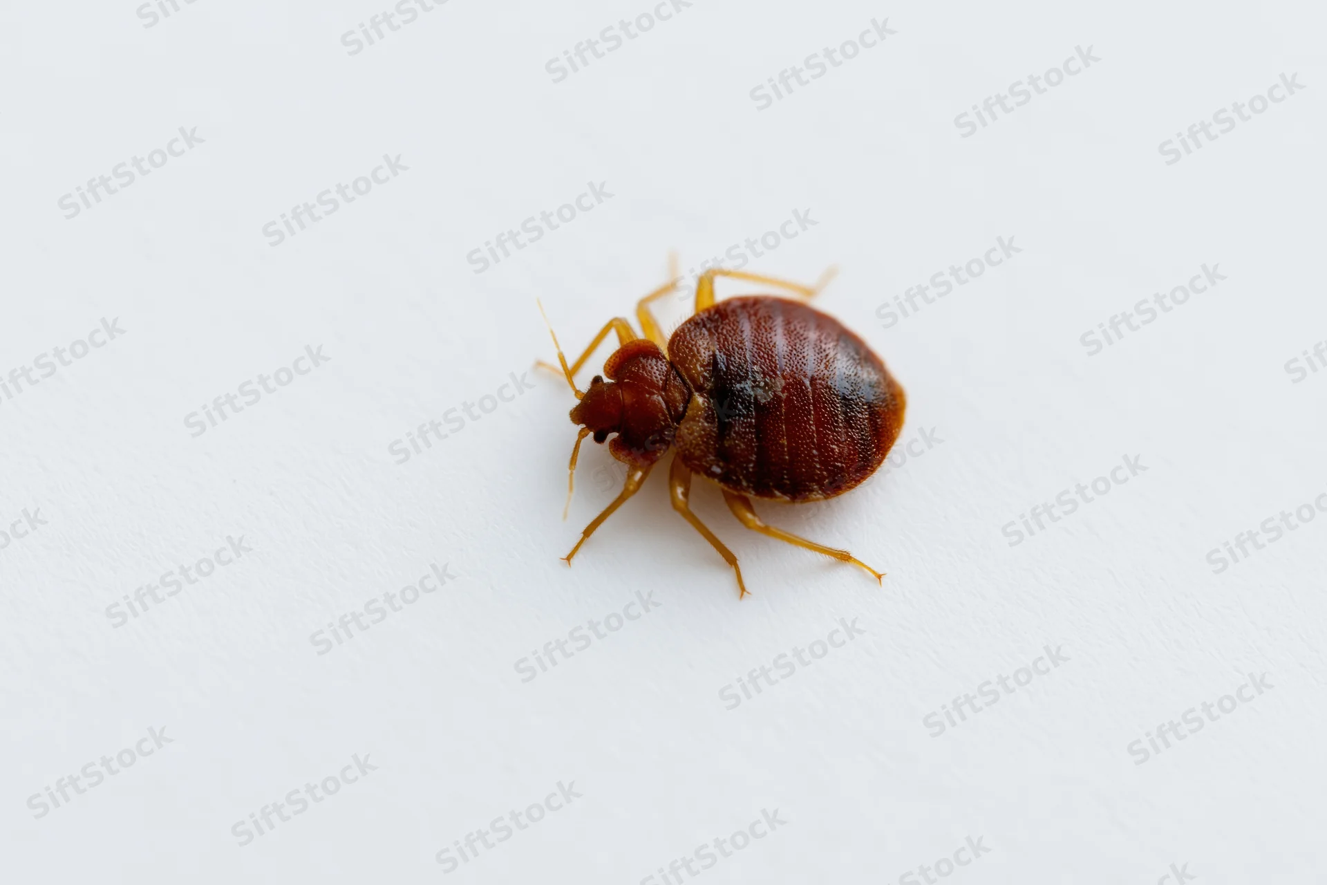 Bed bug crawling on a plain white surface in closeup view