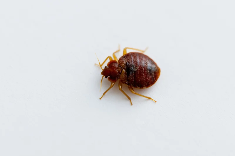 Bed bug crawling on a plain white surface in closeup view