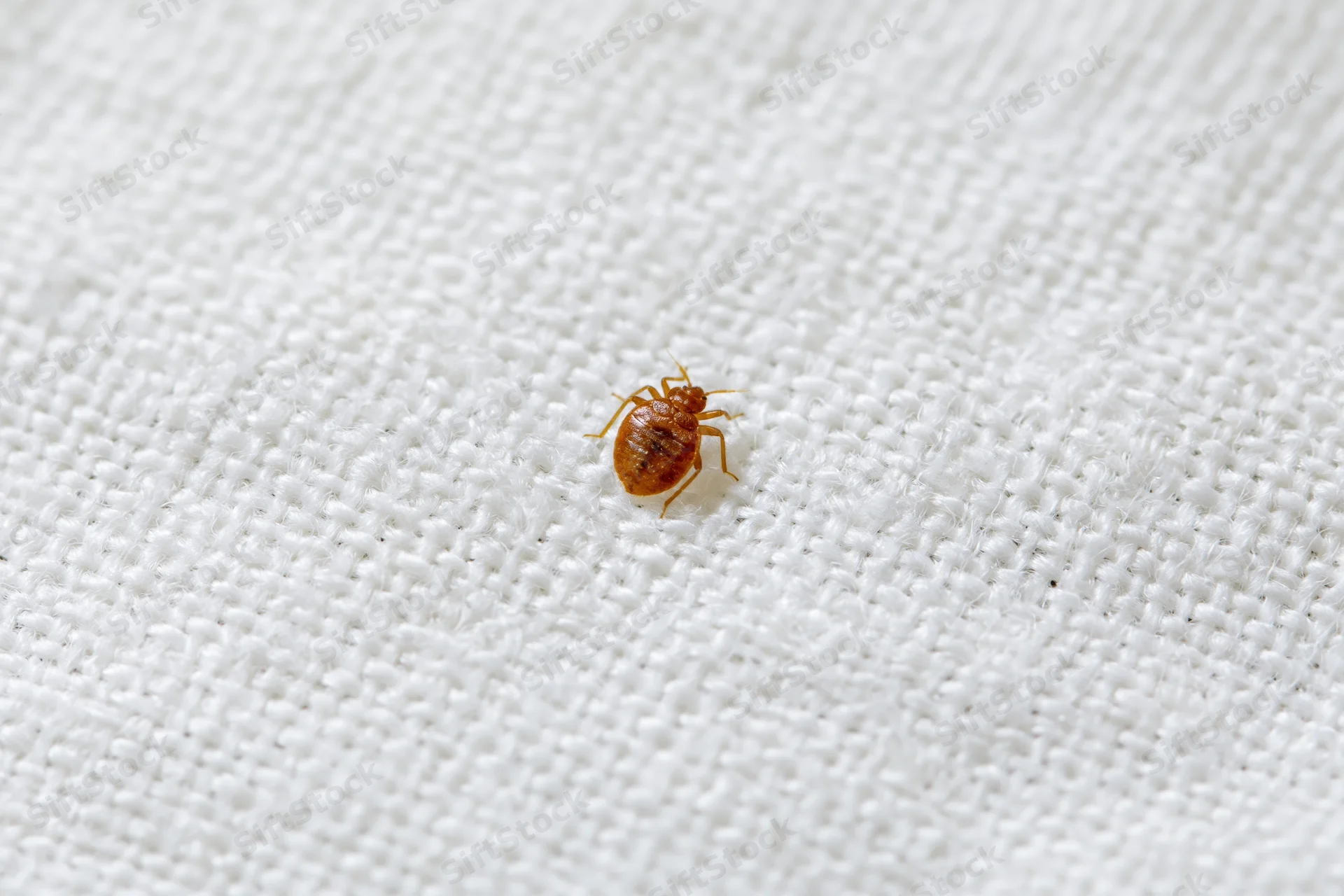Bed bug crawling on white cotton fabric in extreme closeup